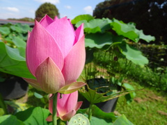 20240721花10