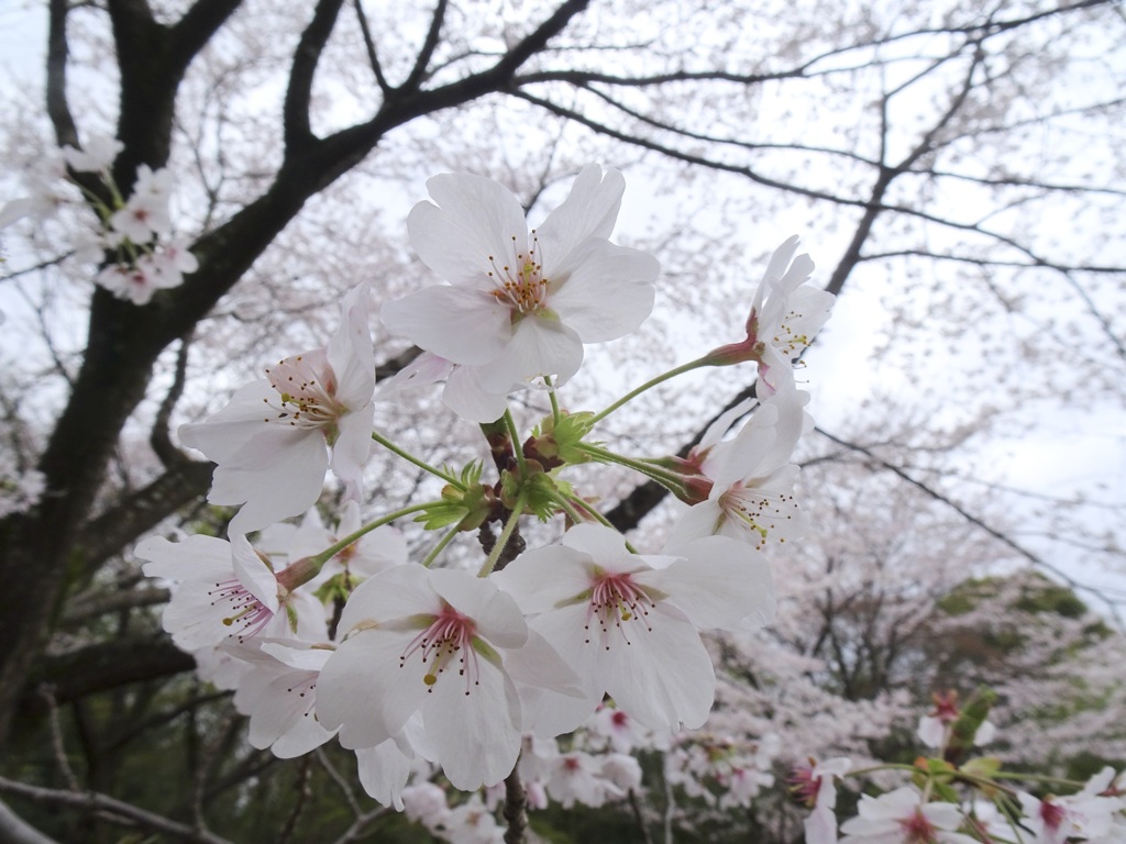 20240404花11