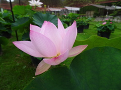 20240627花