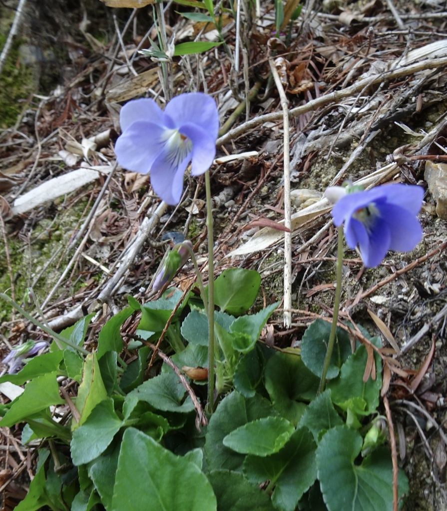 20240412花34