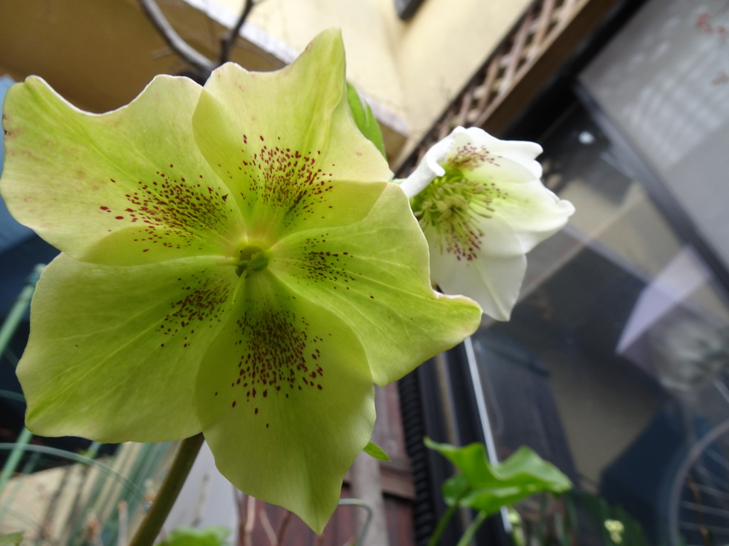 20240313花4