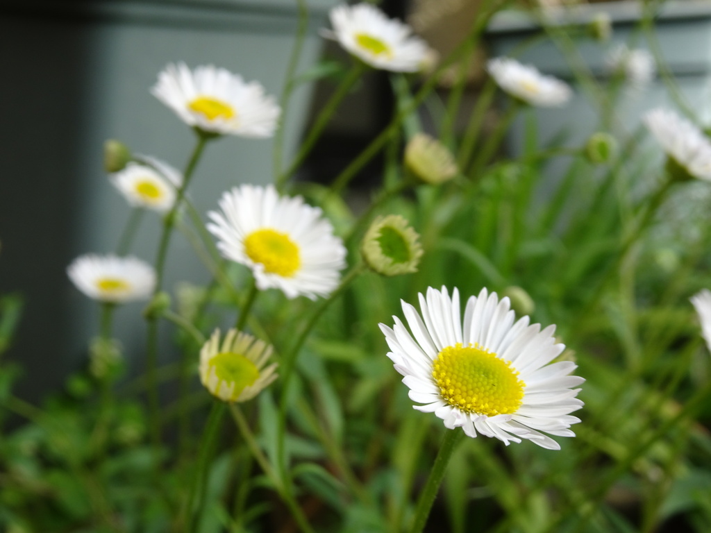 20240420花9