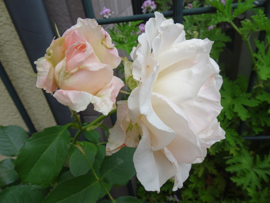 20240512花27