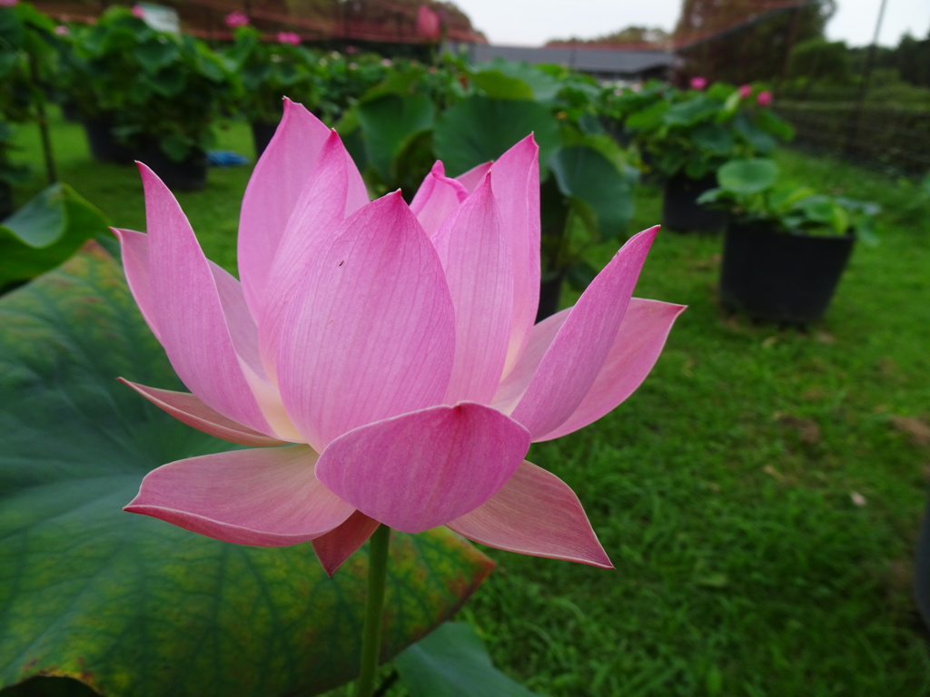 20240627花15