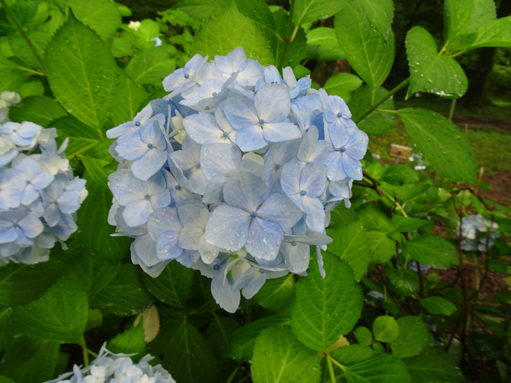 20240623花26