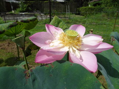 20240718花3