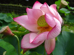 20240710花11