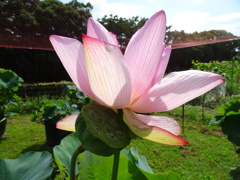 20240720花7