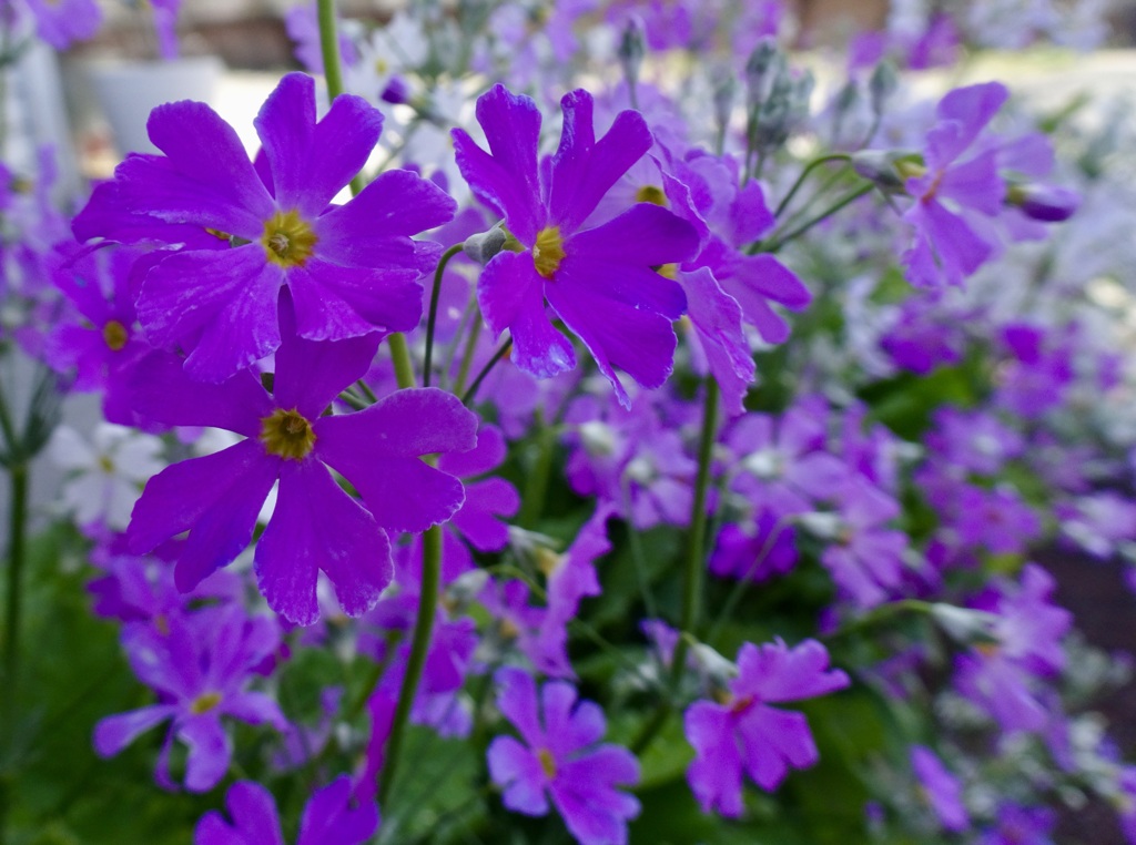 20240310花32