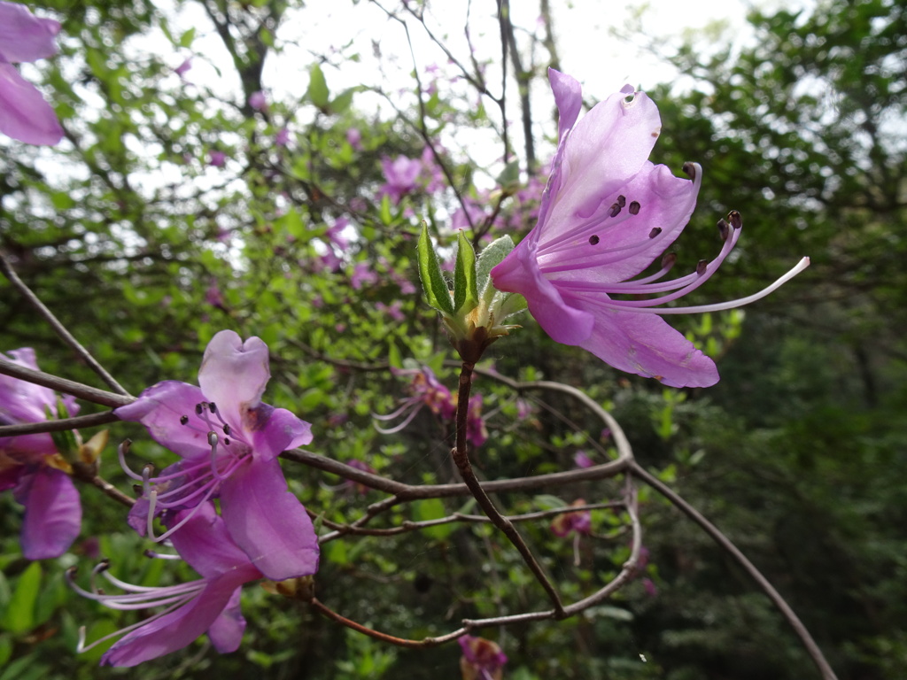 20240407花14