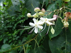 20240816花