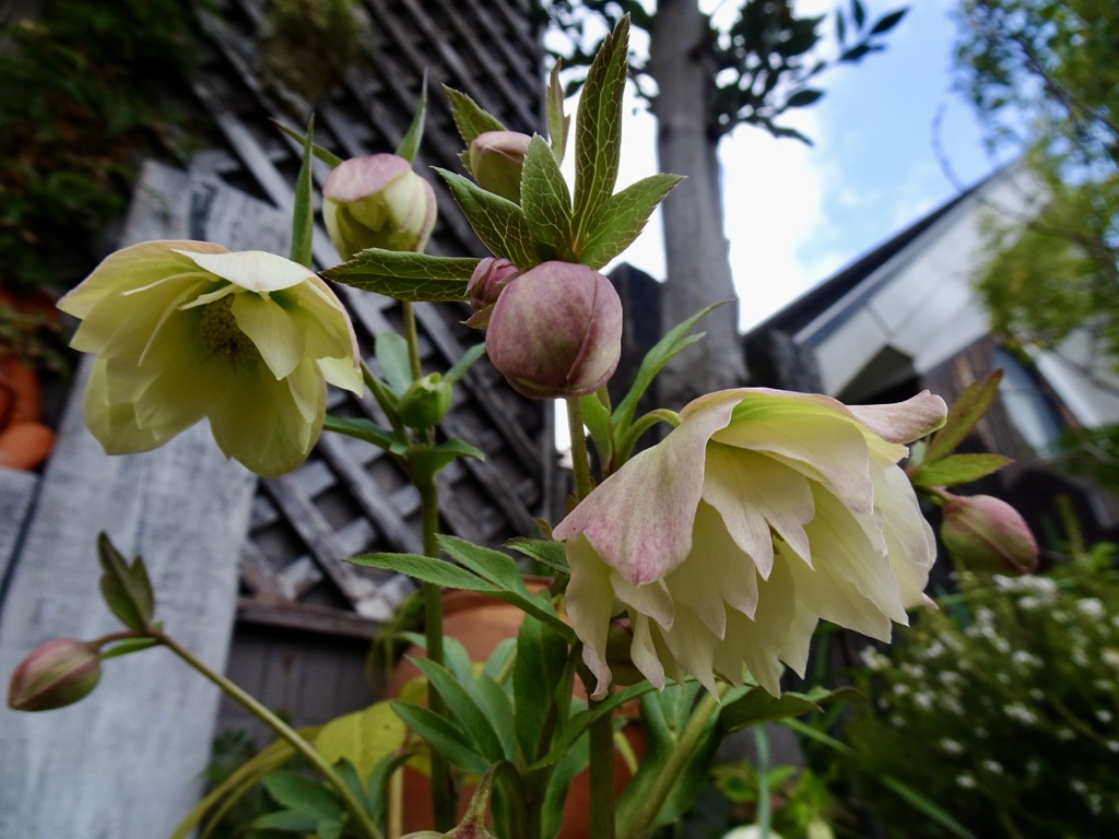 20240313花5