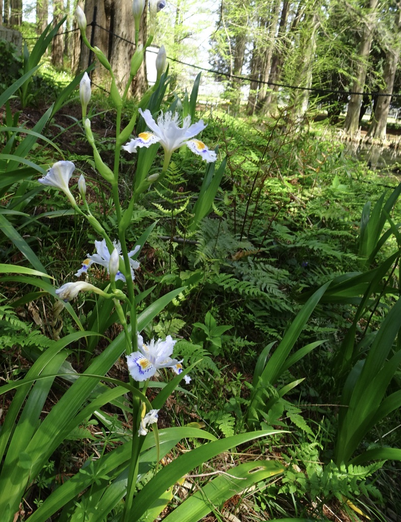 20240414花30