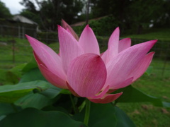 20240627花3