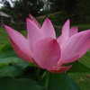 20240627花3