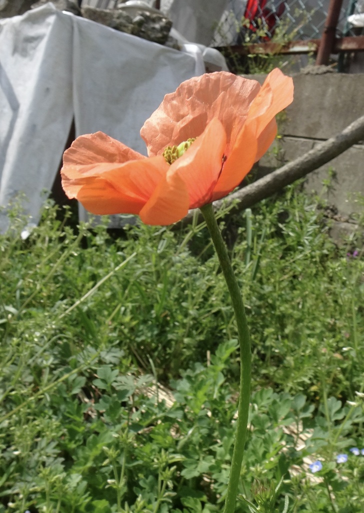 20240407花
