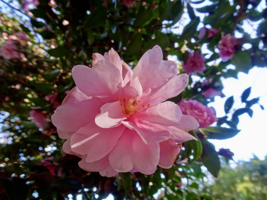 20231217花3