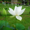 20240623花10