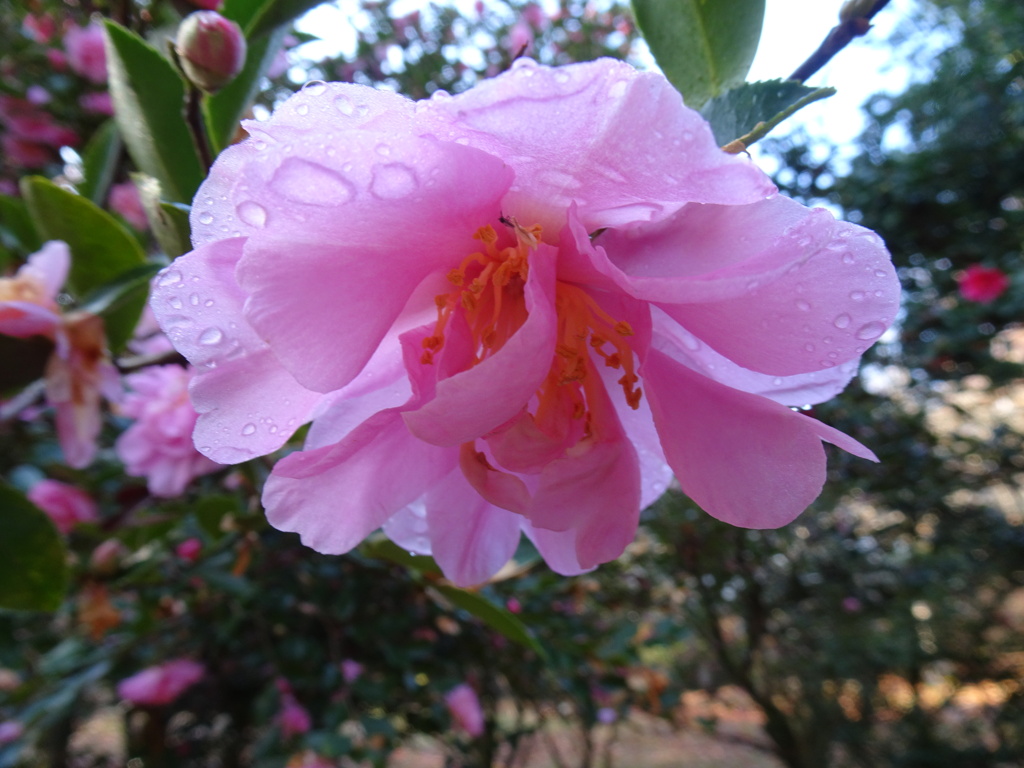 20231206花7