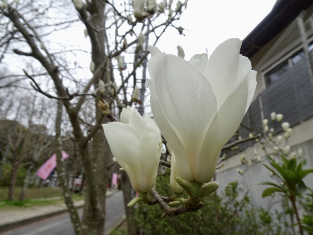 20240328花6