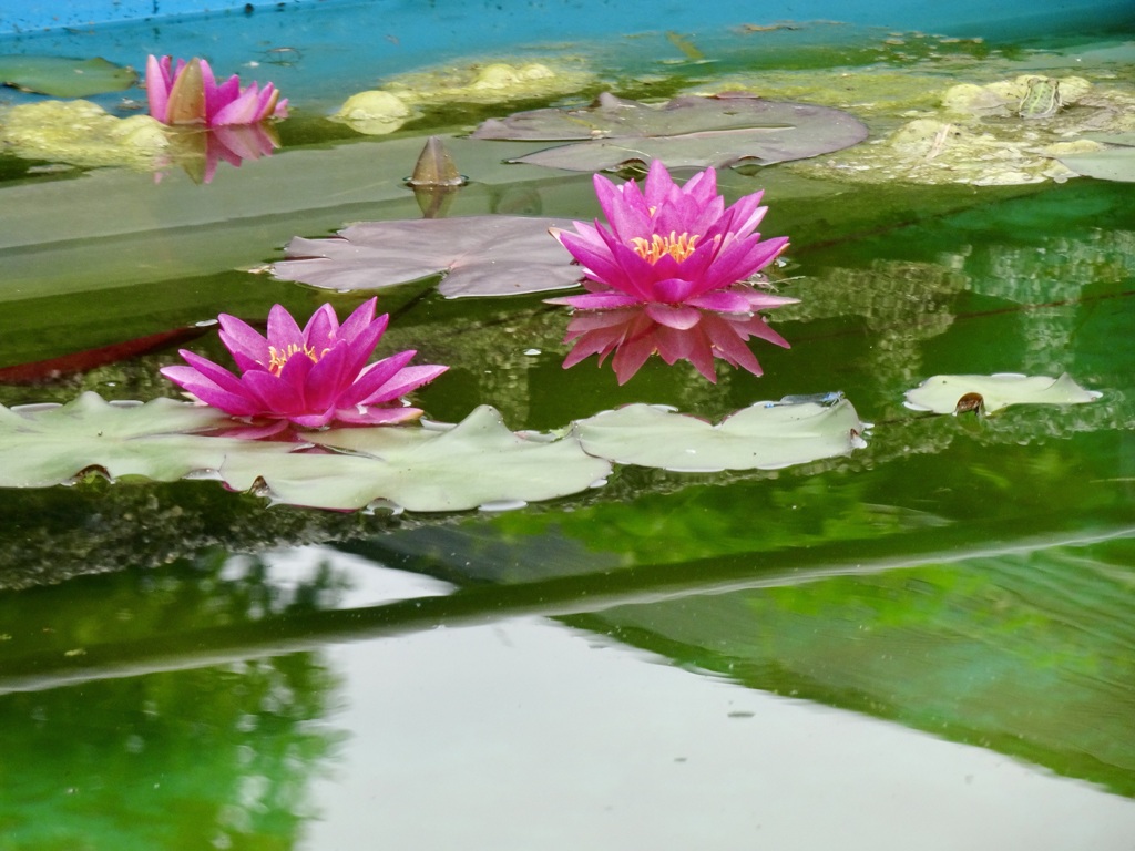 20240522花16