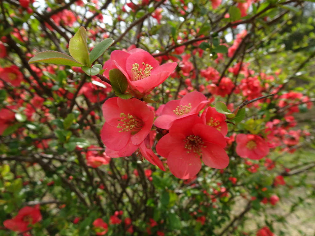 20240331花36