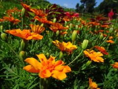 20240801花4