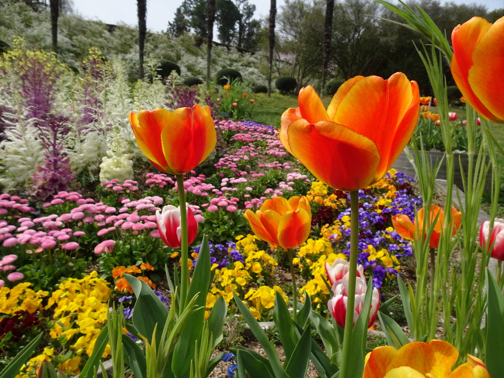20240407花9