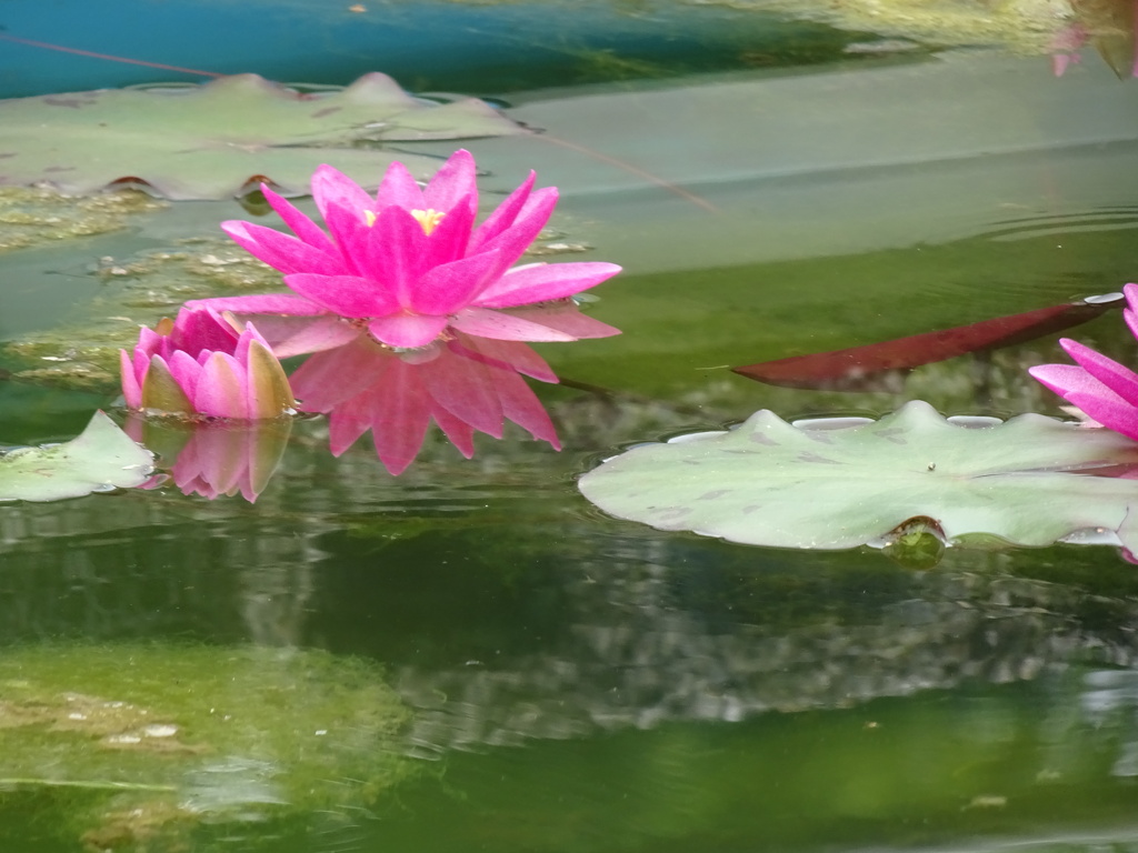 20240522花17