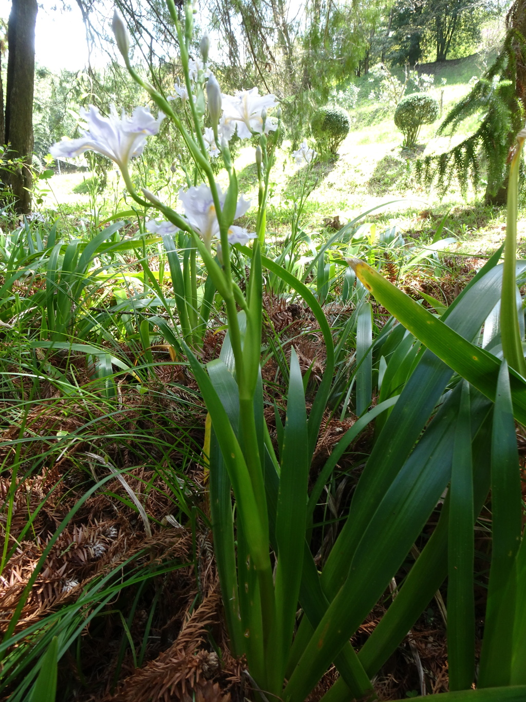 20240412花70