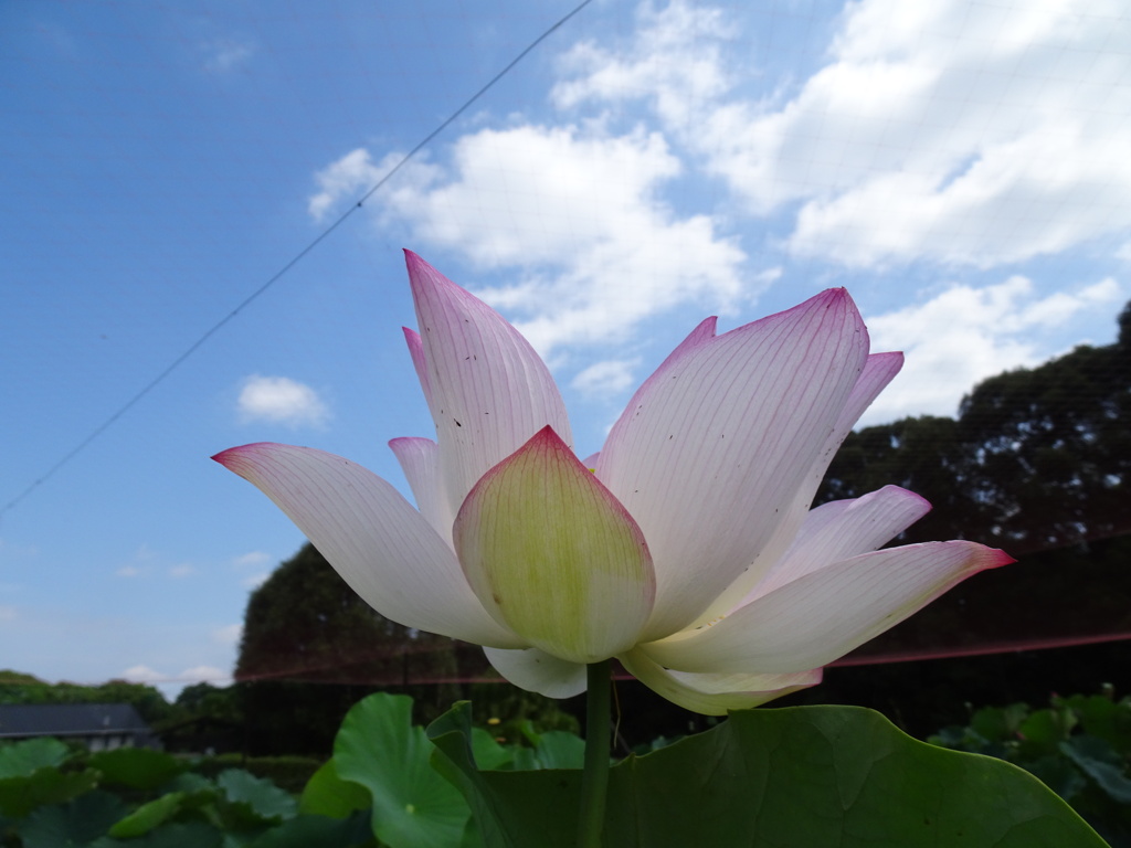 20240721花3