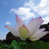 20240721花3