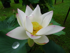 20240623花7