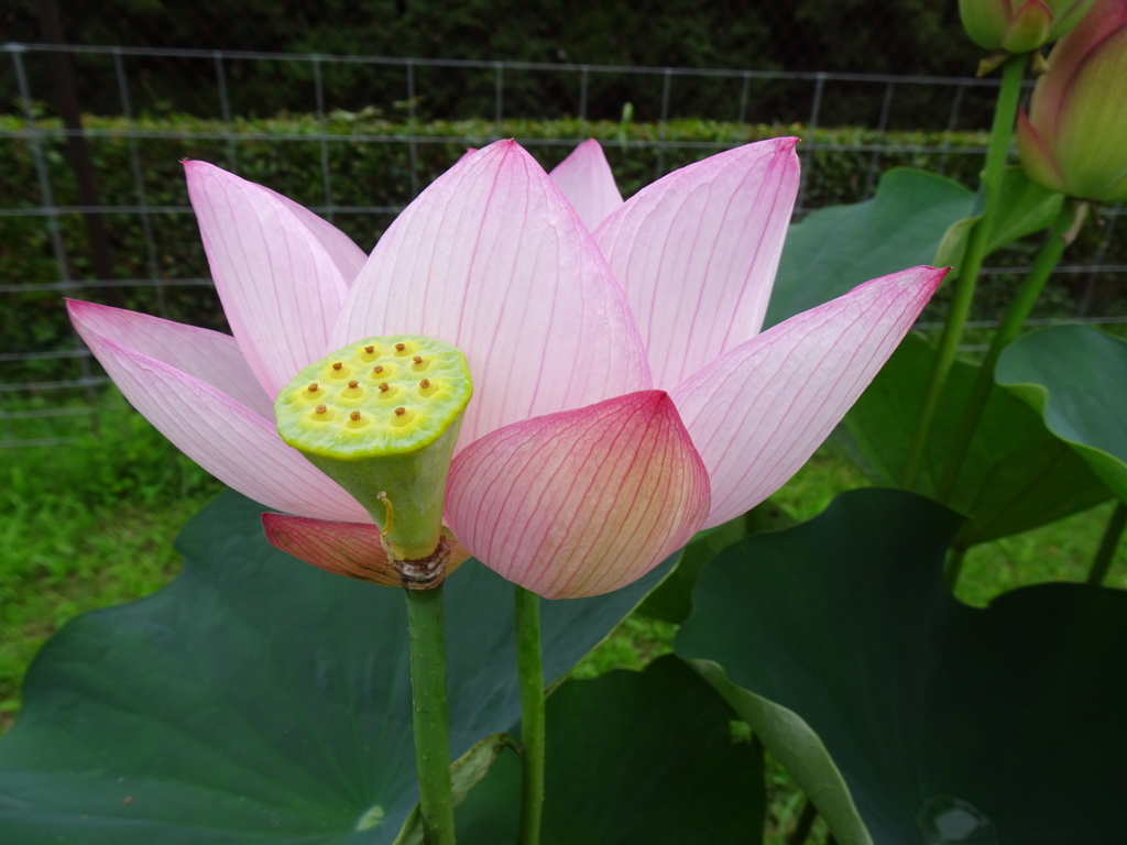 20240627花24