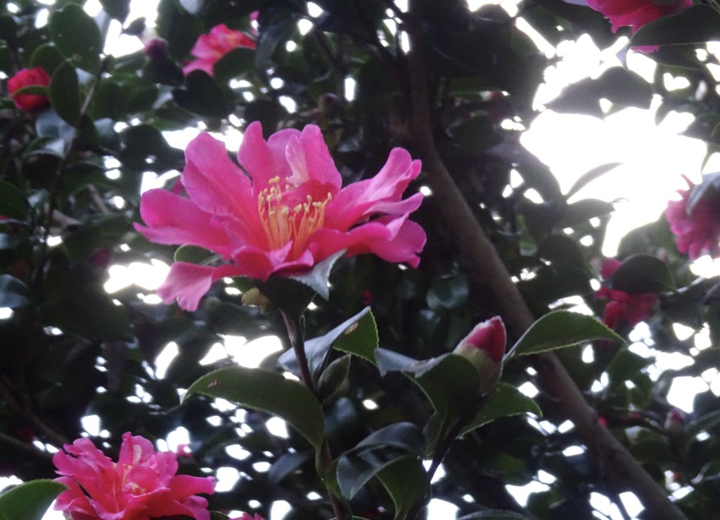 20231217花8
