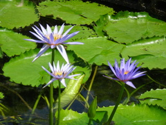 20240801花15