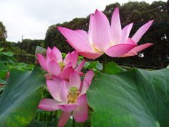 20240703花12