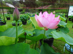 20240623花17