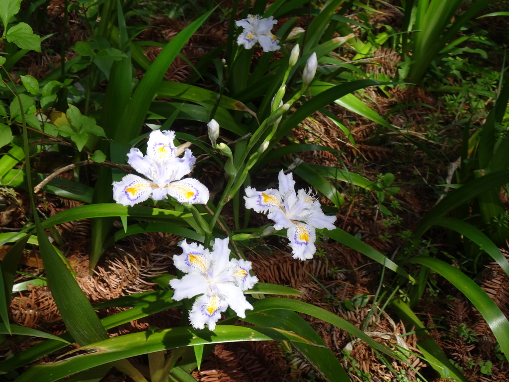 20240412花71