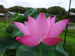 20240724花2