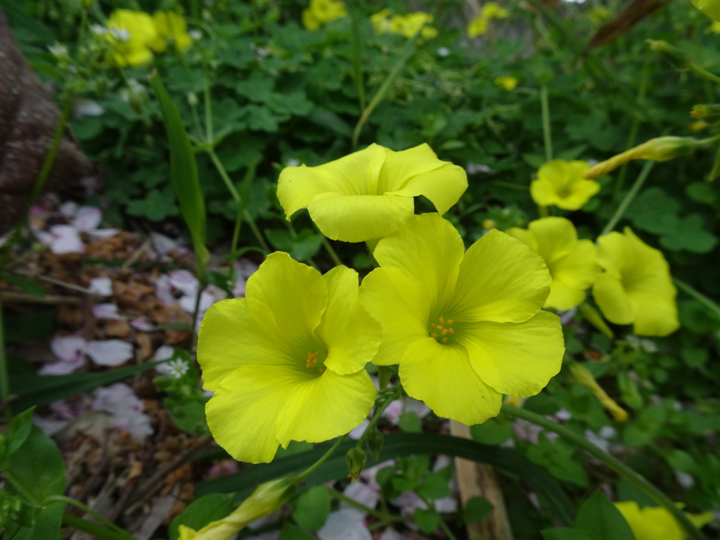 20240411花7