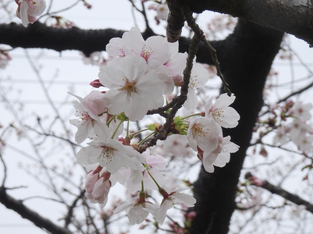 20240403花5