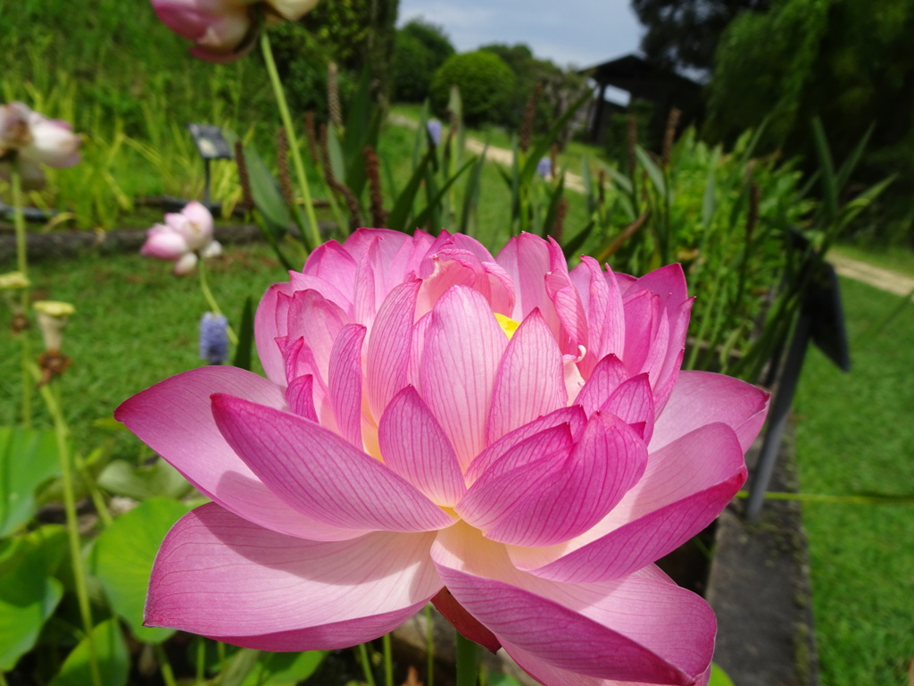 20240710花