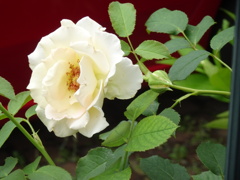 20240620花5