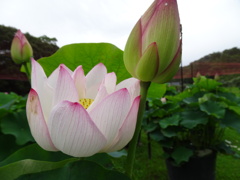 20240627花5