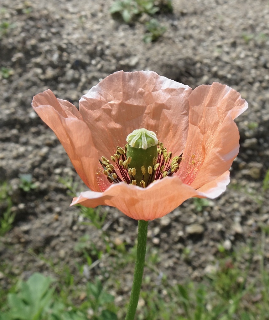 20240407花3