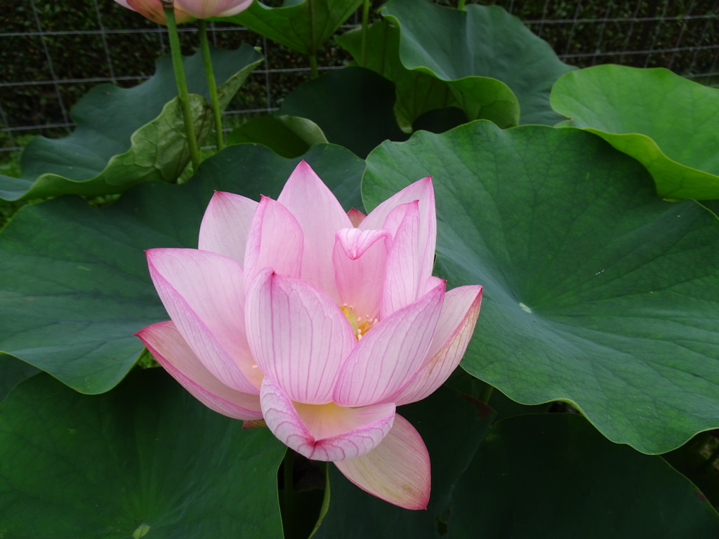 20240627花23
