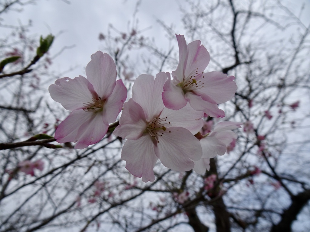 20240331花12