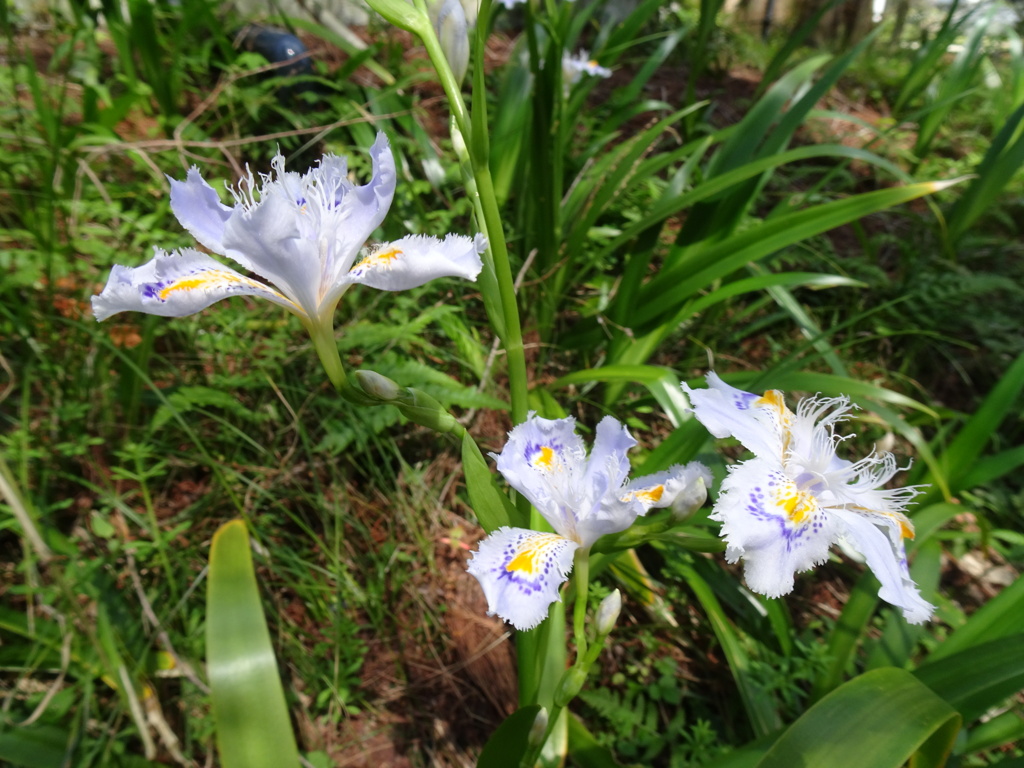 20240412花64