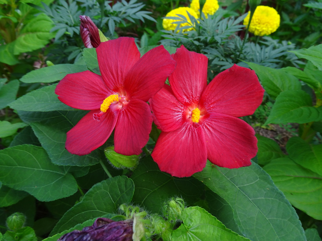 20240801花6